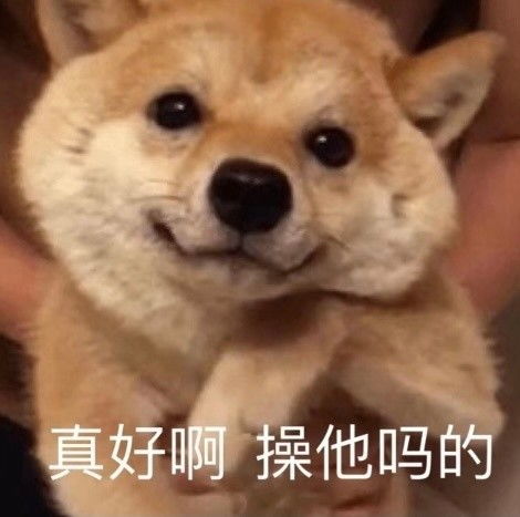 萌宠表情包哥什么风浪没见过