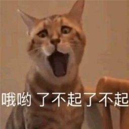 表情包小可爱看我给你送来的玫瑰多好看,带刺的玫瑰