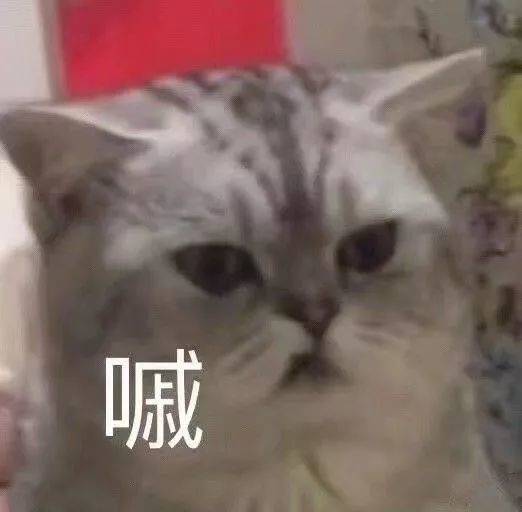 可爱猫咪表情包接下来你是不是要凶我了