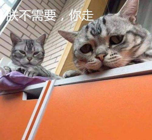 嫌弃的表情包搞笑猫咪