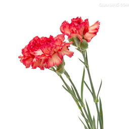 如果,妈妈是一朵花