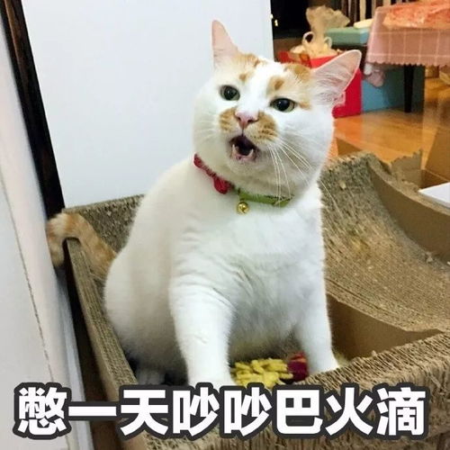 楼楼再见