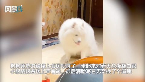 狗子被楼上邻居吵醒对着天花板翻白眼叹气一脸无奈表情笑翻网友