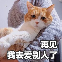 我的猫离家出走了搜狐科技搜狐网