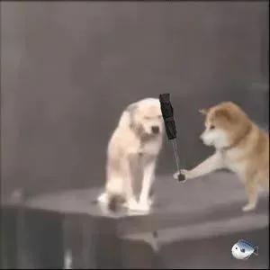 超可爱的小狗狗撑伞表情包