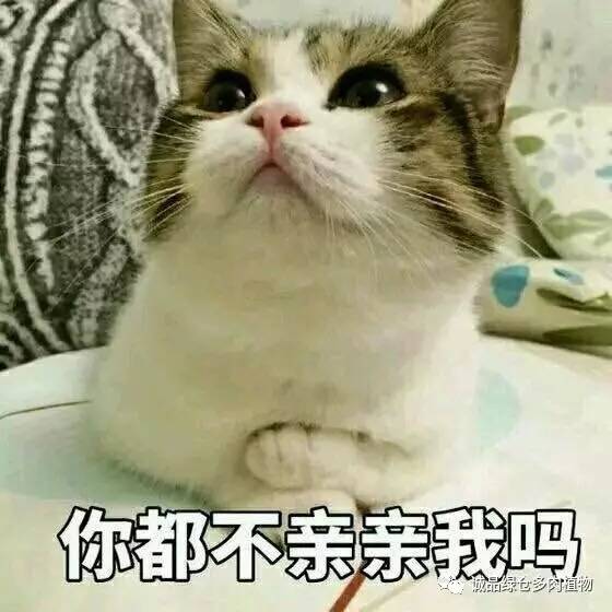 涨姿势秋天,时候叶插了
