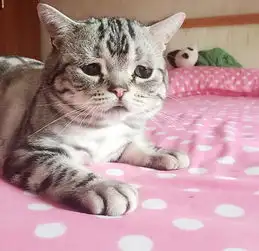 忧伤脸小猫网络爆红可怜相惹人怜