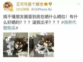 王思聪给狗狗买8台iphone7,是炫富还是找骂
