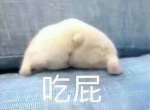 表情包你不能看我可爱就欺负我