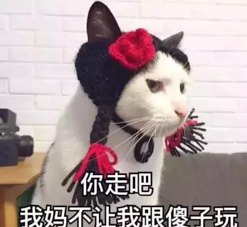 成为铲屎官之后,这些事情几乎不可能了吧
