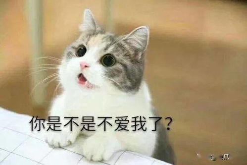 如何让猫主动向你求亲亲