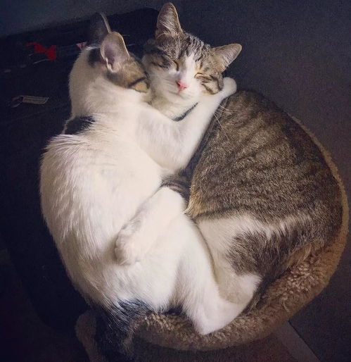 天生一脸小委屈的猫咪来向你讨要小鱼干啦