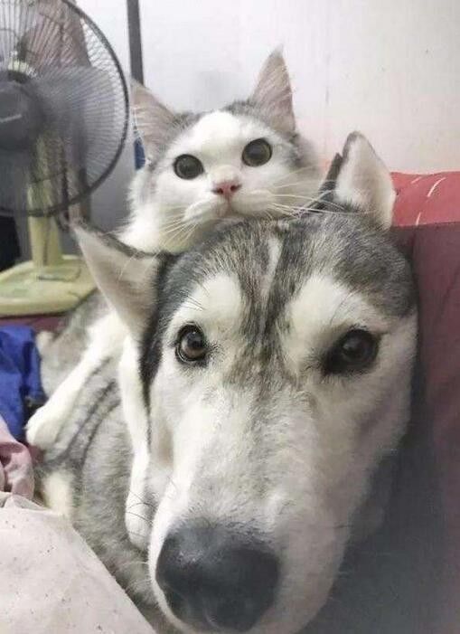 猫咪从小就喜欢趴在哈士奇头上休息,但后来猫长大了