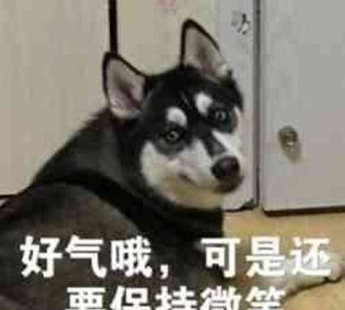 二哈遗落街头送往派出所,嗷嗷乱叫仿佛在骂人二货主人比我还二