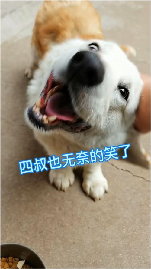 野菜拌狗粮,让狗子体会一下抗战艰苦时期,学会什么叫珍惜