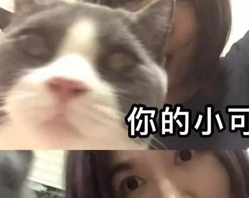 为了和猫合照,你知道铲屎官多努力吗有了这招再也不怕猫抢镜了