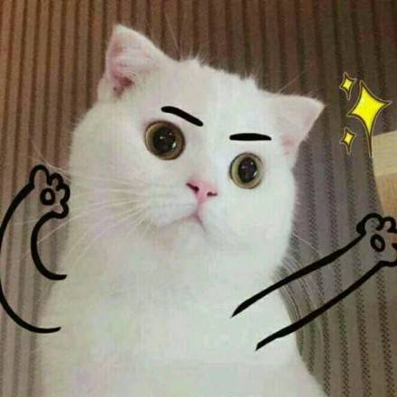 软萌猫咪表情包