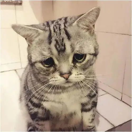 全世界最悲伤小猫,一脸委屈巴巴,好像全世界都欠它小鱼干