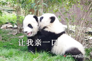 七夕发糖单身的你可知道熊猫都有对象了