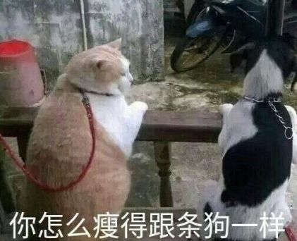 记仇的表情包橘猫