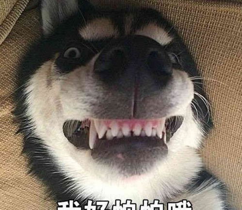 二哈橘猫欺负我,主人救命,主人我先发个朋友圈