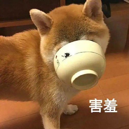 可爱小猫表情包