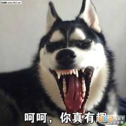 要不要给你鼓鼓掌沙雕表情包活着不好吗二哈表情包下载乐游网游戏下载