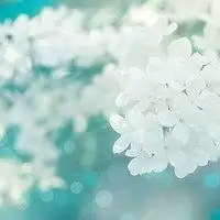 花朵素雅高洁头像微信头像图片大全
