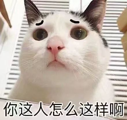 猫咪表情包你成功引起了我的注意养猫