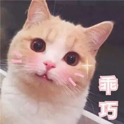 可爱卖萌猫咪表情包走开你丑到朕了