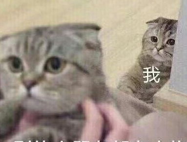 猫奴第二只猫和二胎一样,没有时想要,养了却后悔了