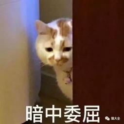 换季时,猫咪狂打喷嚏流眼泪该怎么办