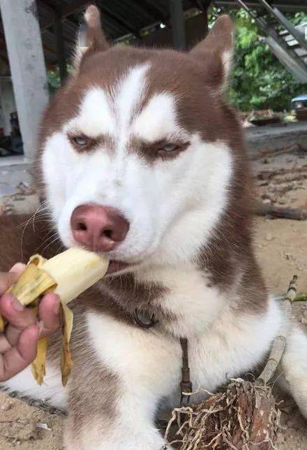哈士奇天生带鄙视眼神,狗说吧,谁才是主子