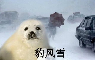 豹子图片浏览下载豹笑表情包关豹的表情包高清无水印极光下载站
