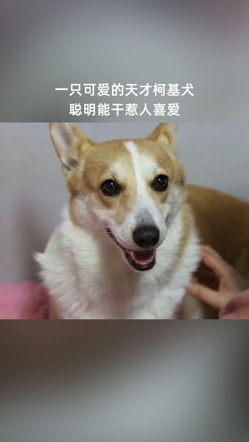 一只可爱的天才柯基犬,聪明能干惹人喜爱
