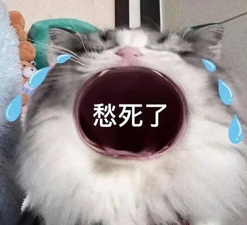 大嘴猫猫表情包无文字