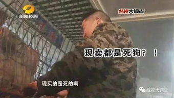狗肉出大事了湖南商贩自曝你吃的不是死狗就是中毒狗,还敢吃不
