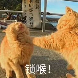 表情包你要不要接受我,这个甜蜜的麻烦