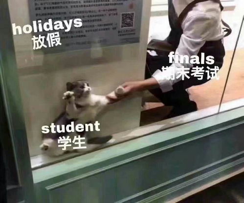 你见过哪些让人拍案叫绝的英文表情包meme