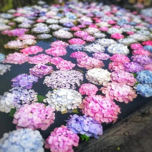 日本疫情过后,曾经火遍全球ins的花手水又回来了