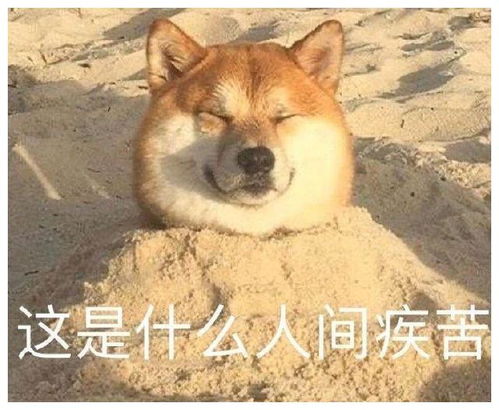 狗头护体表情包沙雕