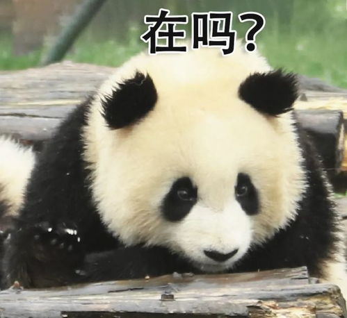 超萌儿童节专属熊猫表情包,速来拿图