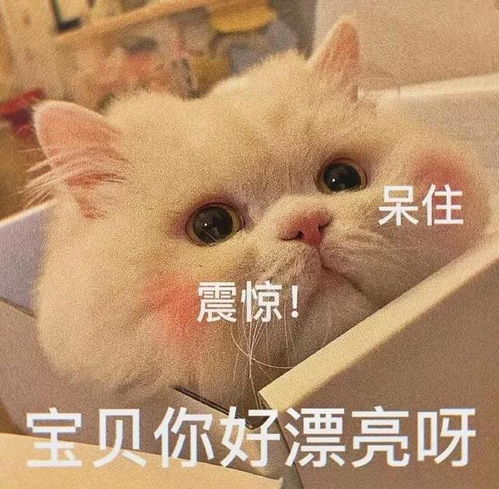 适合情侣之间互相发的表情包