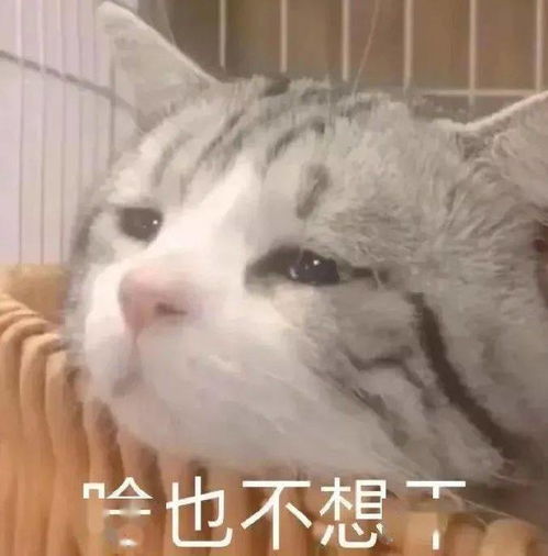 生气怼人表情包