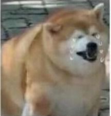 doge是柴犬吗看完柴犬表情包,网友想养狗