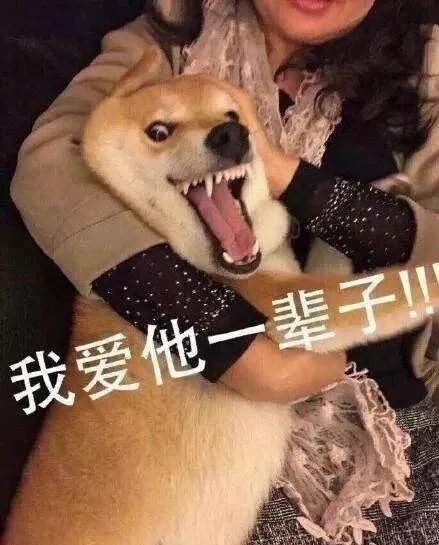 舒舒服服表情包舔狗