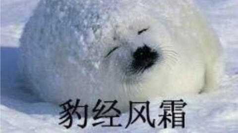 我蚌埠住了
