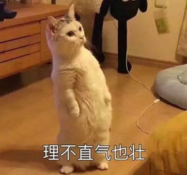 表情包我就是胖着玩玩,而你却丑的那么认真