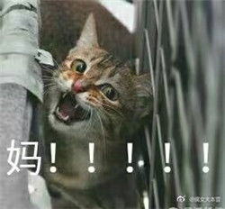 动物撕心裂肺叫妈的表情包你妈不理你的微信表情包