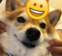 高颜值的人最近都偷偷玩起狗狗emoji了你还不加入吗